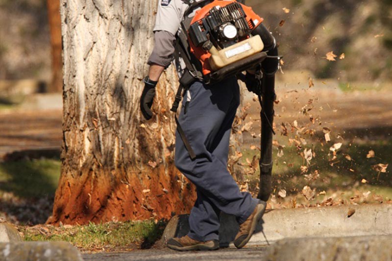 Leaf Removal