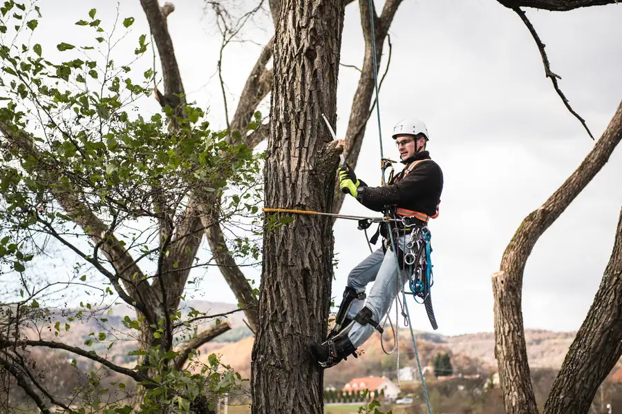 Benefits Of Regular Tree Trimming For Healthy Growth Acworth, GA Benefits Of Regular Tree Trimming For Healthy Growth Acworth, GA