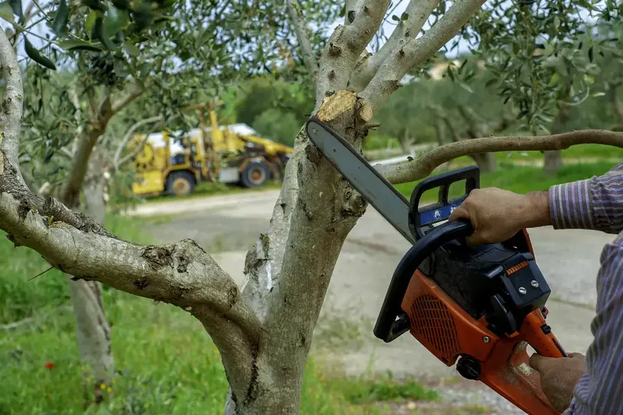 Benefits Of Regular Tree Trimming For Healthy Growth in Acworth, GA Benefits Of Regular Tree Trimming For Healthy Growth in Acworth, GA