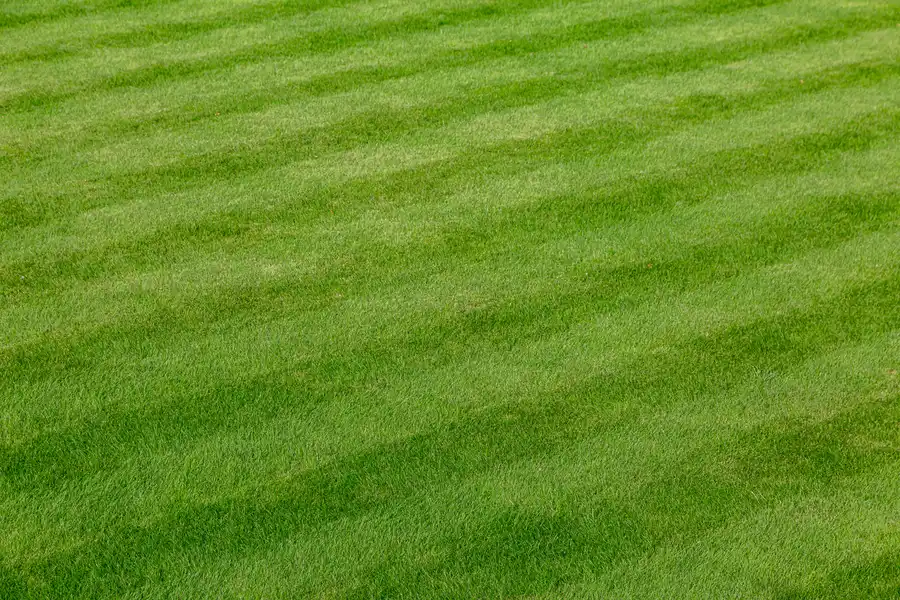 The Importance Of Aeration In Professional Lawn Care Acworth, GA The Importance Of Aeration In Professional Lawn Care Acworth, GA